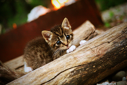 德甲都市战:速度、力量和战术的完美结合,德甲球队城市分布