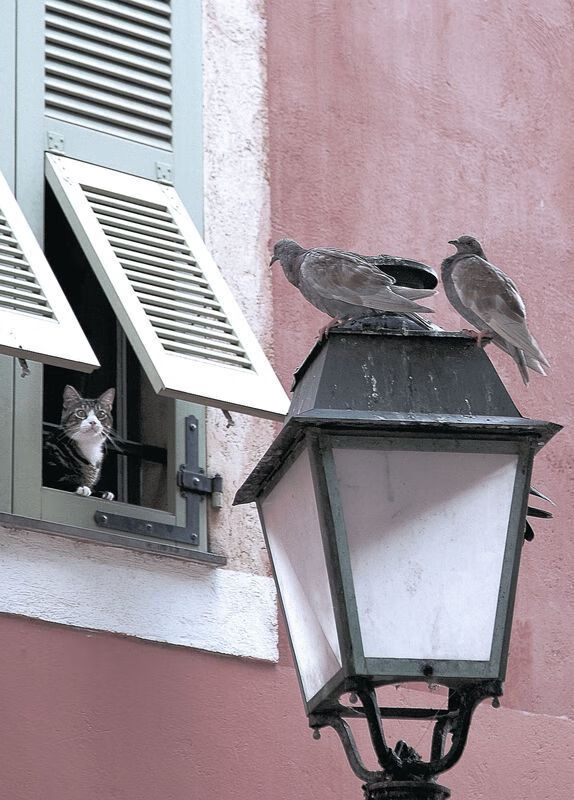 艾比·德尔福:南非队防守端的核心力量,反击转换无缝衔接