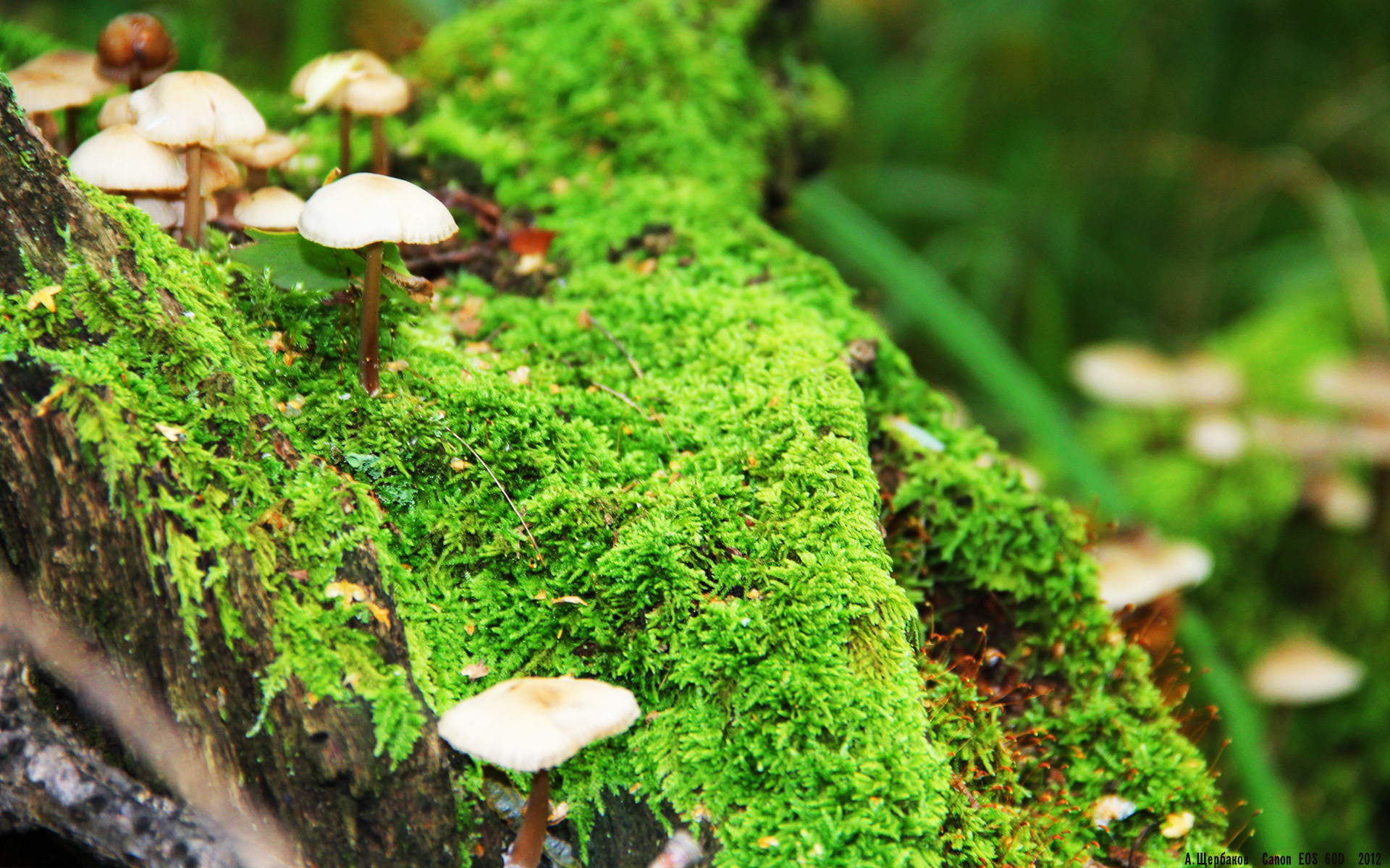 IM体育平台-英超最激烈的比拼：胜利的背后是无尽努力，英超全胜多少分