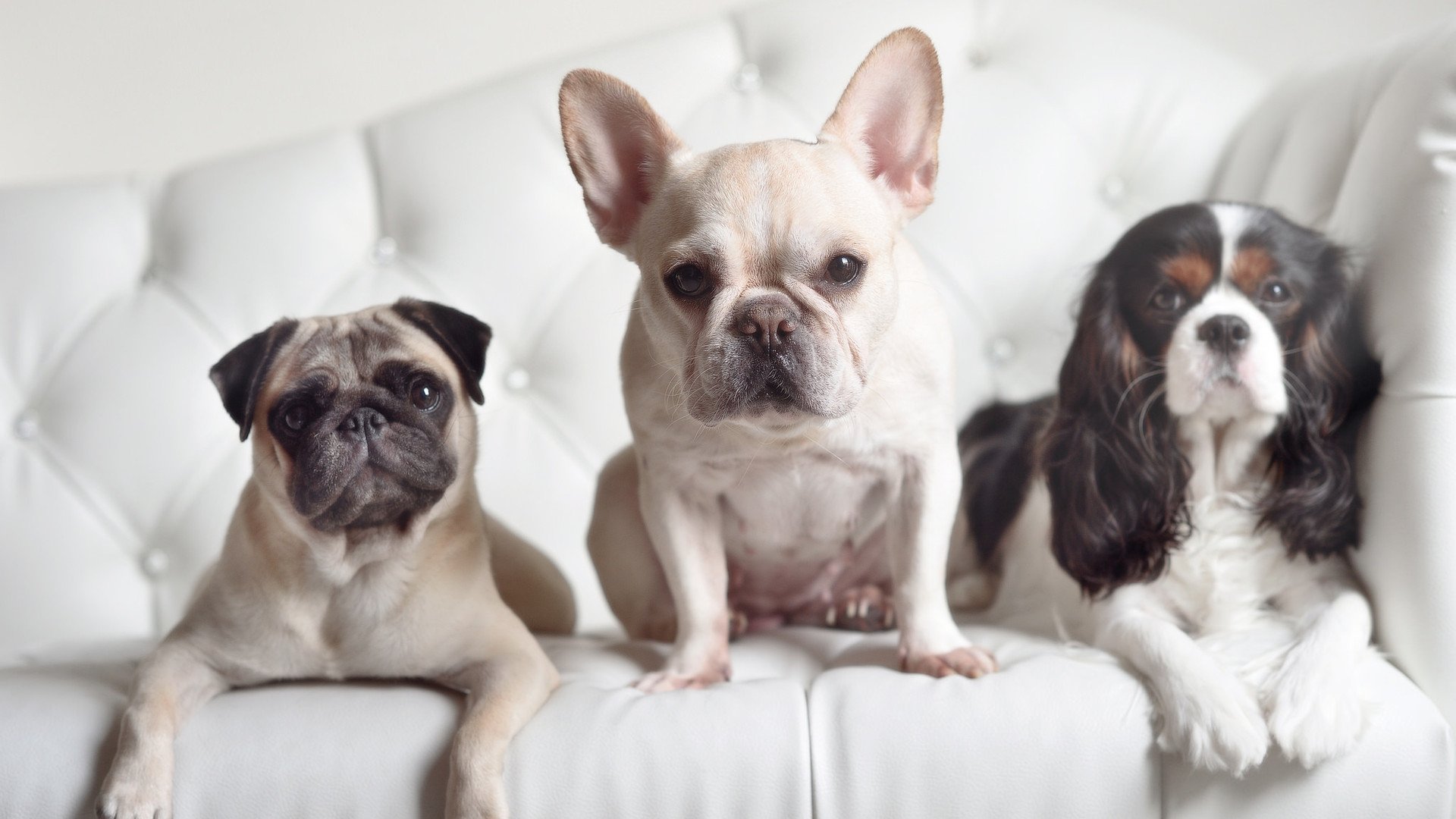 跳水初赛比利时状态逐步提升,跳水比赛视频2021年7月12日