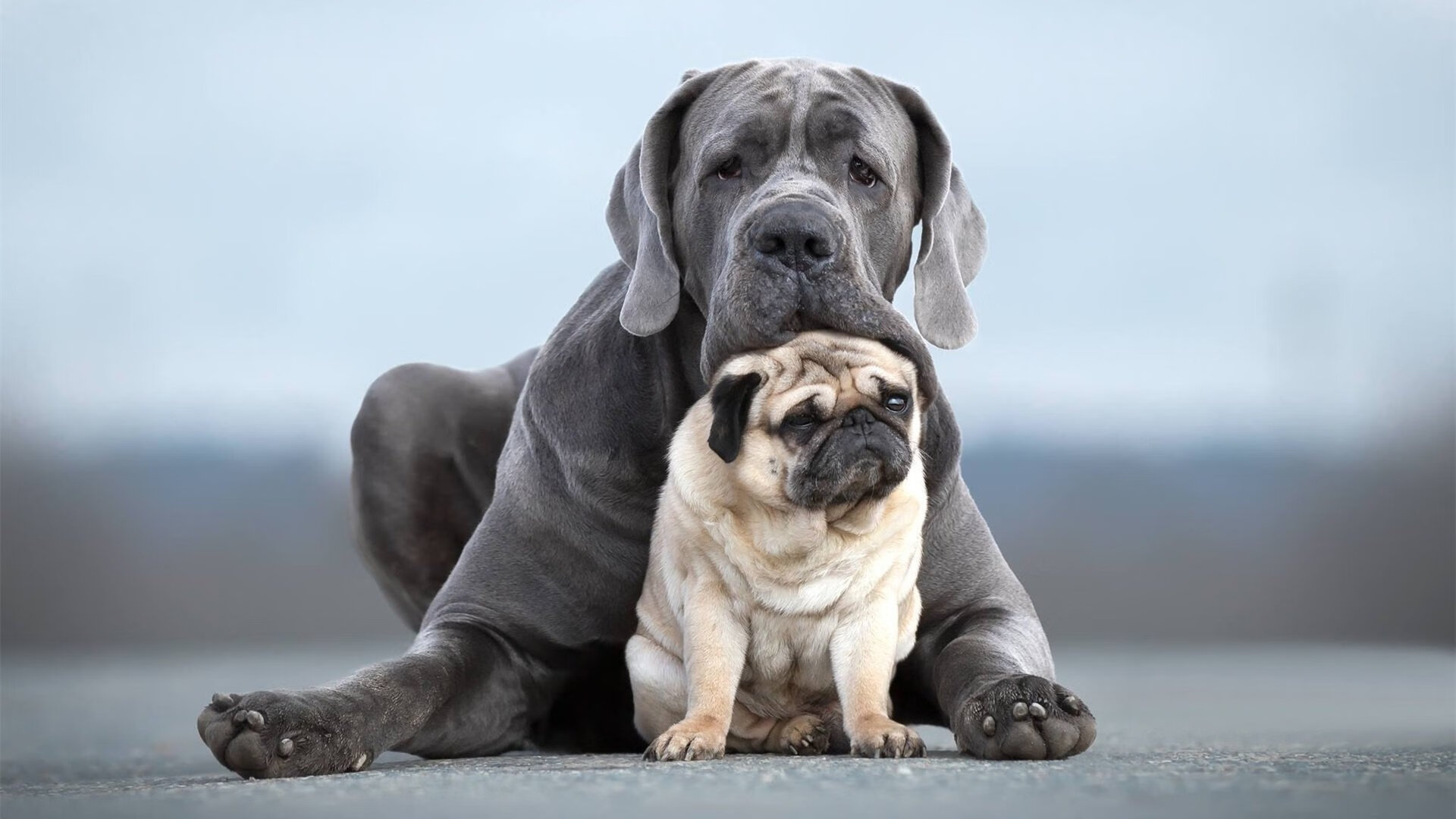 青年球员获海外试训合同体现中国篮球人才国际竞争力,国际篮球青训师认证